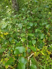 Rhamnus cathartica