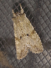 Lithophane patefacta