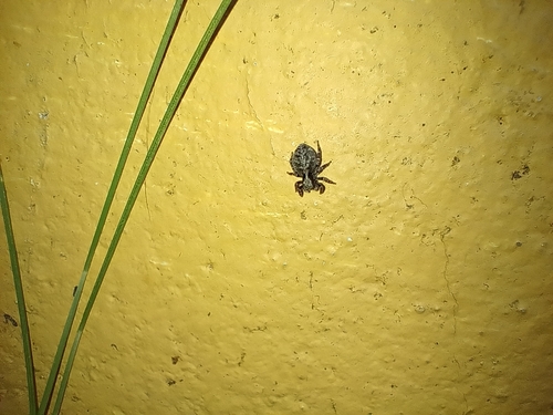 House Jumping Spider, 6881 RM Velp, Netherlands, photo 6 of 10