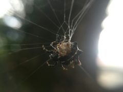 Gasteracantha mediofusca