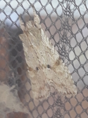 Lithophane patefacta