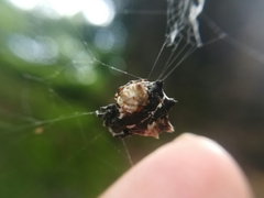 Gasteracantha mediofusca