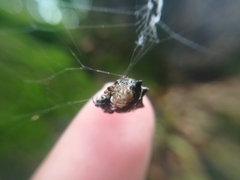 Gasteracantha mediofusca