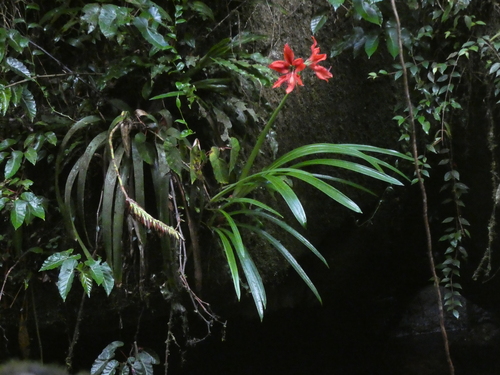 Hippeastrum aulicum, photograph 6