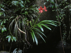 Hippeastrum aulicum, photograph (c) agujaceratops, some rights reserved (CC BY)