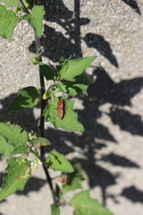 Spilostethus furcula