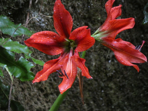 Lily-of-the-palace (Hippeastrum aulicum)