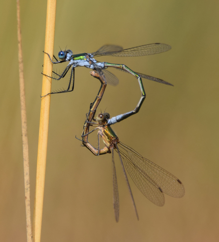 Common Spreadwing