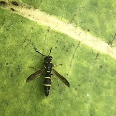 Parancistrocerus pedestris