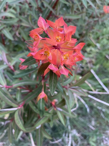 Euphorbia griffithii, photograph 5