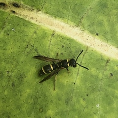Parancistrocerus pedestris
