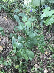 Stachytarpheta jamaicensis