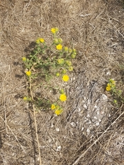 Grindelia ciliata