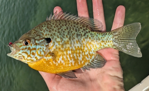 Pumpkinseed × Bluegill