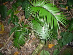 Zamia oreillyi