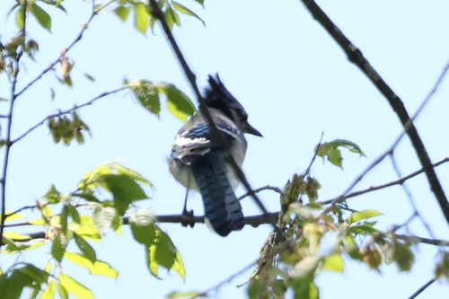 Blue Jay photographed in Michigan