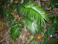 Zamia oreillyi