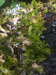 Lobaria pulmonaria
