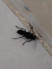 Hymenoptera