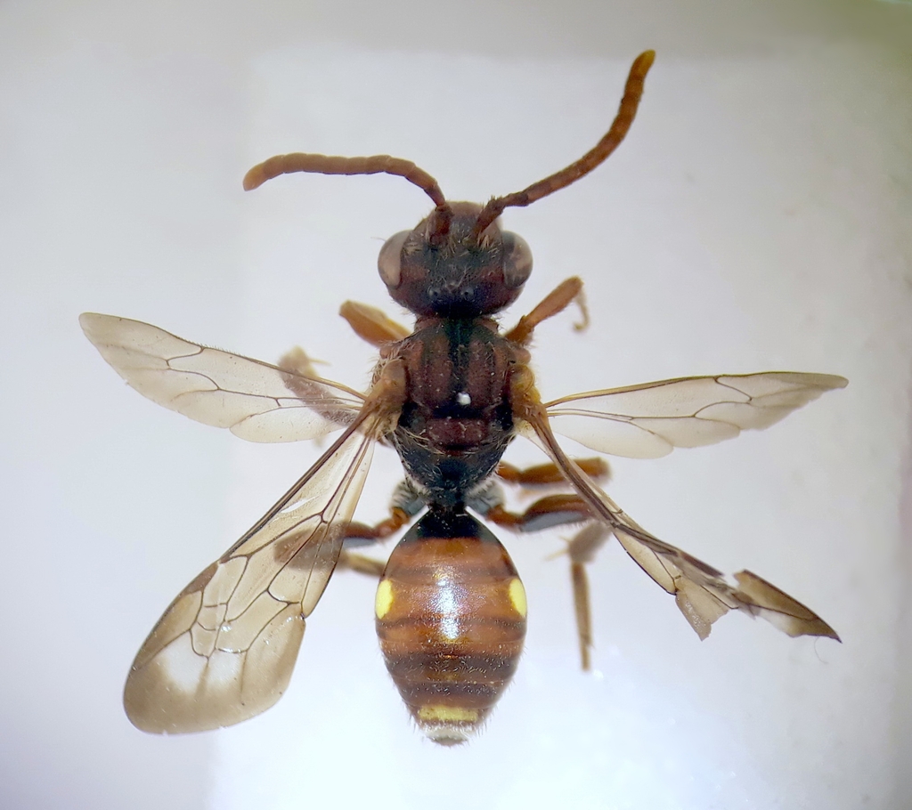 Blunt-jawed Nomad Bee