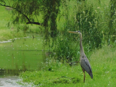 Ardea herodias
