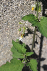 Spilostethus furcula