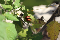Spilostethus furcula