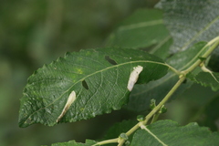 Phyllonorycter salictella