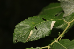 Phyllonorycter salictella