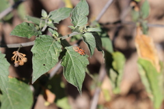 Spilostethus furcula
