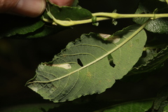 Phyllonorycter salictella
