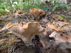 Hydnum rufescens