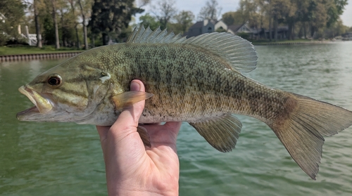 Smallmouth Bass