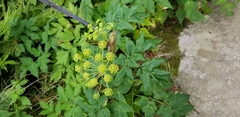 Angelica triquinata