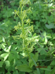 Habenaria novemfida