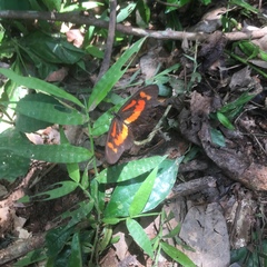 Acraea althoffi bitjana