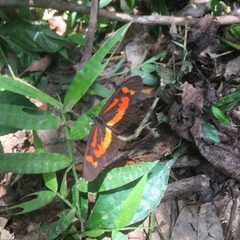 Acraea althoffi bitjana