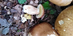 Boletus betulicola