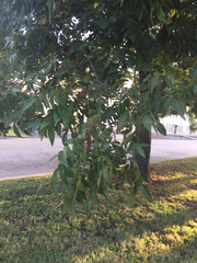 Carya illinoinensis