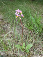 Primula pauciflora cusickii