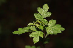 Dasineura crataegi