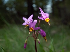 Primula pauciflora cusickii