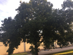 Carya illinoinensis