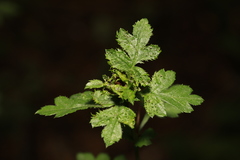 Dasineura crataegi