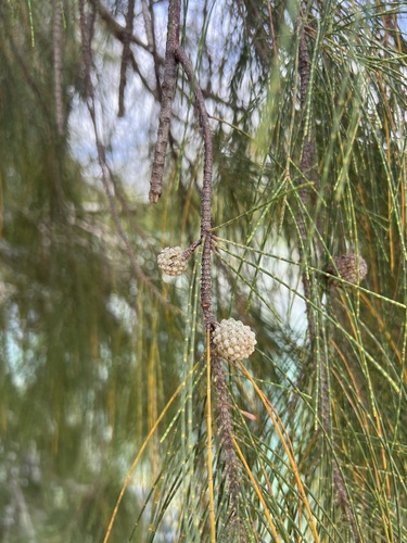 Casuarina glauca observed 2025-05-11
