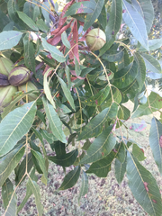 Carya illinoinensis