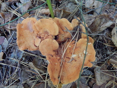Hydnum rufescens