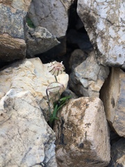 Silene uralensis