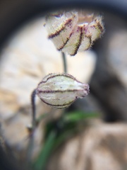 Silene uralensis