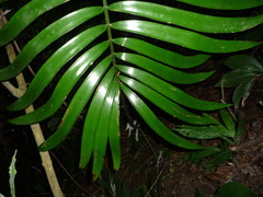Zamia sandovalii